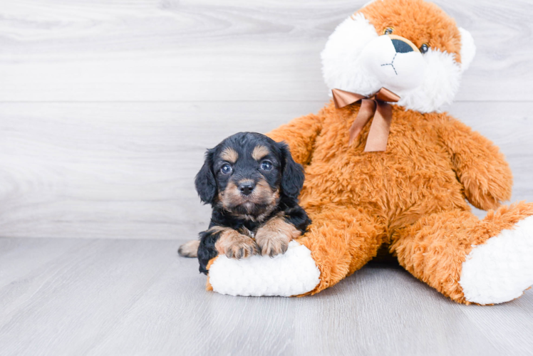 Cavapoo Pup Being Cute