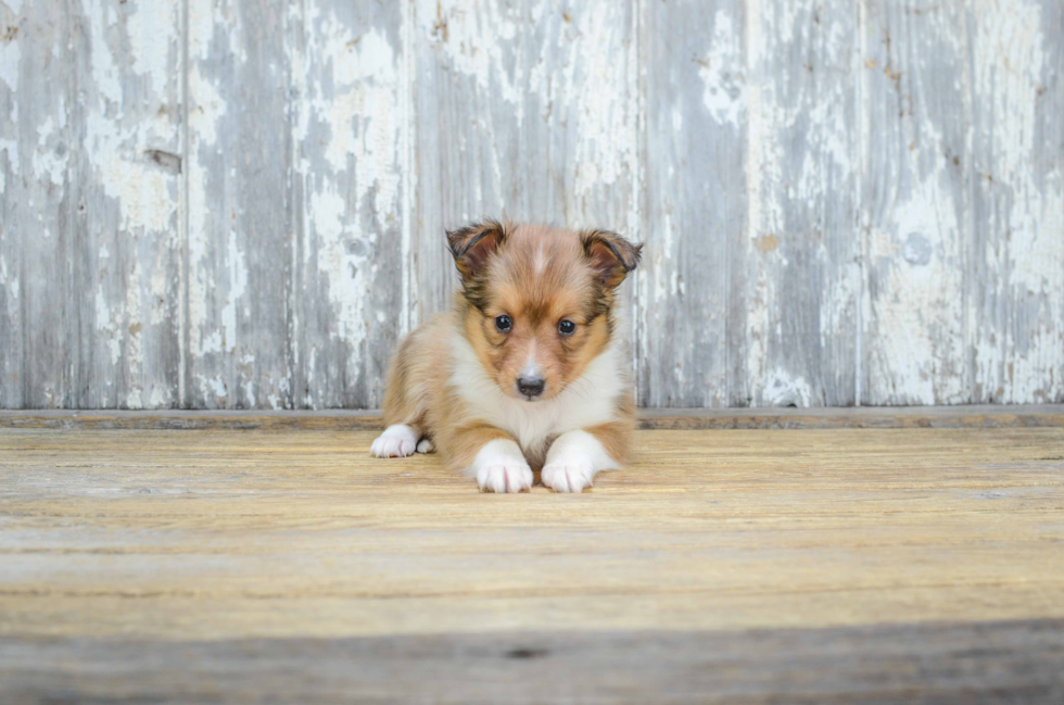 Cute Sheltie Mix Puppy