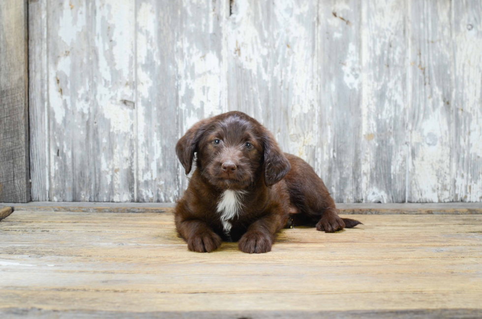 Mini Labradoodle Puppy for Adoption