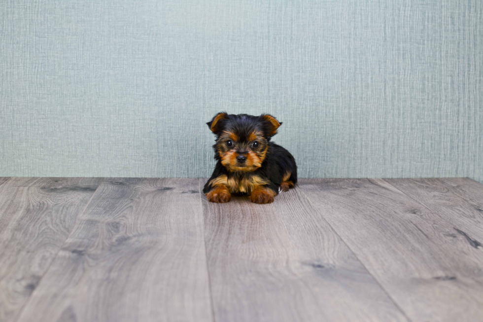 Meet Tinkerbell - our Yorkshire Terrier Puppy Photo 