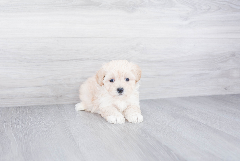 Little Maltepoo Poodle Mix Puppy