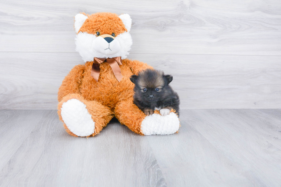 Playful Pomeranian Baby