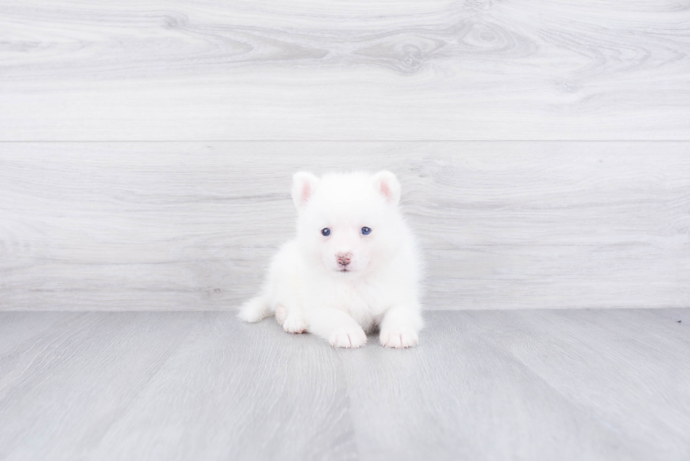 Cute Pomsky Baby