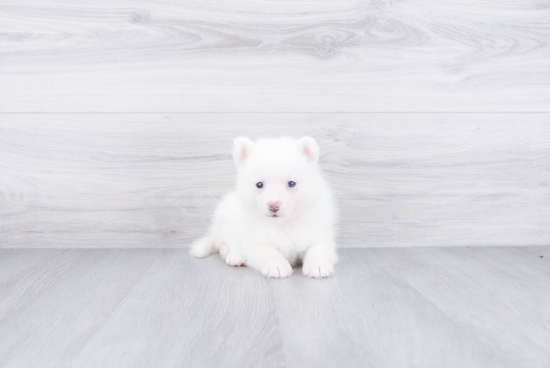 Cute Pomsky Baby