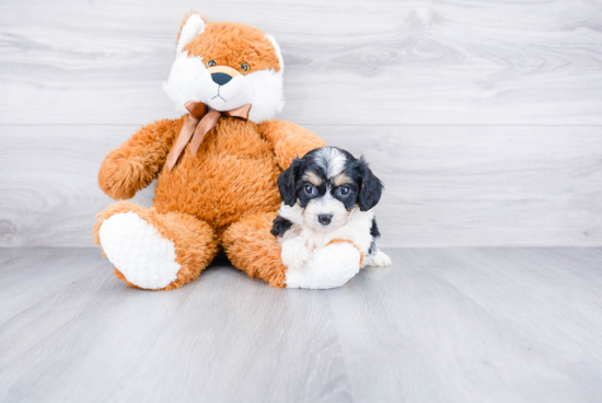 Cavachon Puppy for Adoption