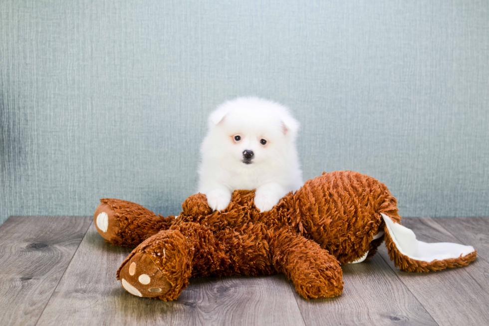 Hypoallergenic Pomeranian Baby