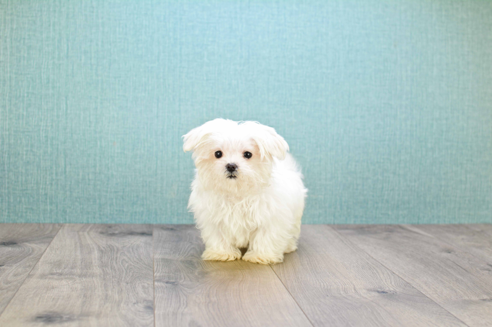 Maltese Puppy for Adoption