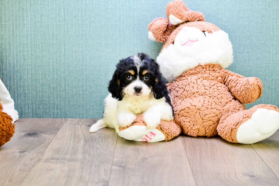 Cavachon Puppy for Adoption