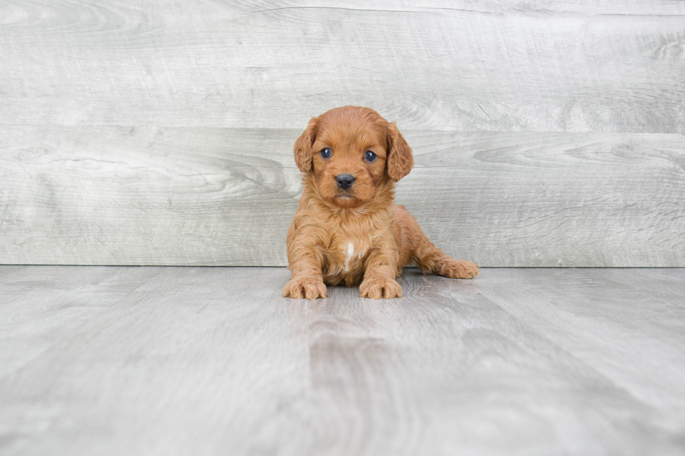 Best Cavapoo Baby