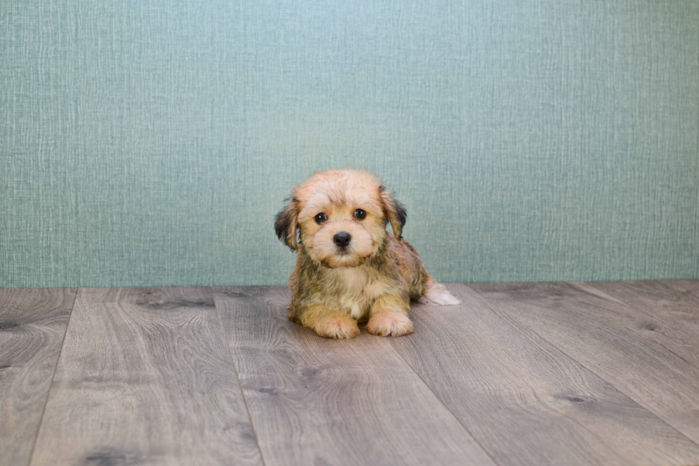 Morkie Puppy for Adoption