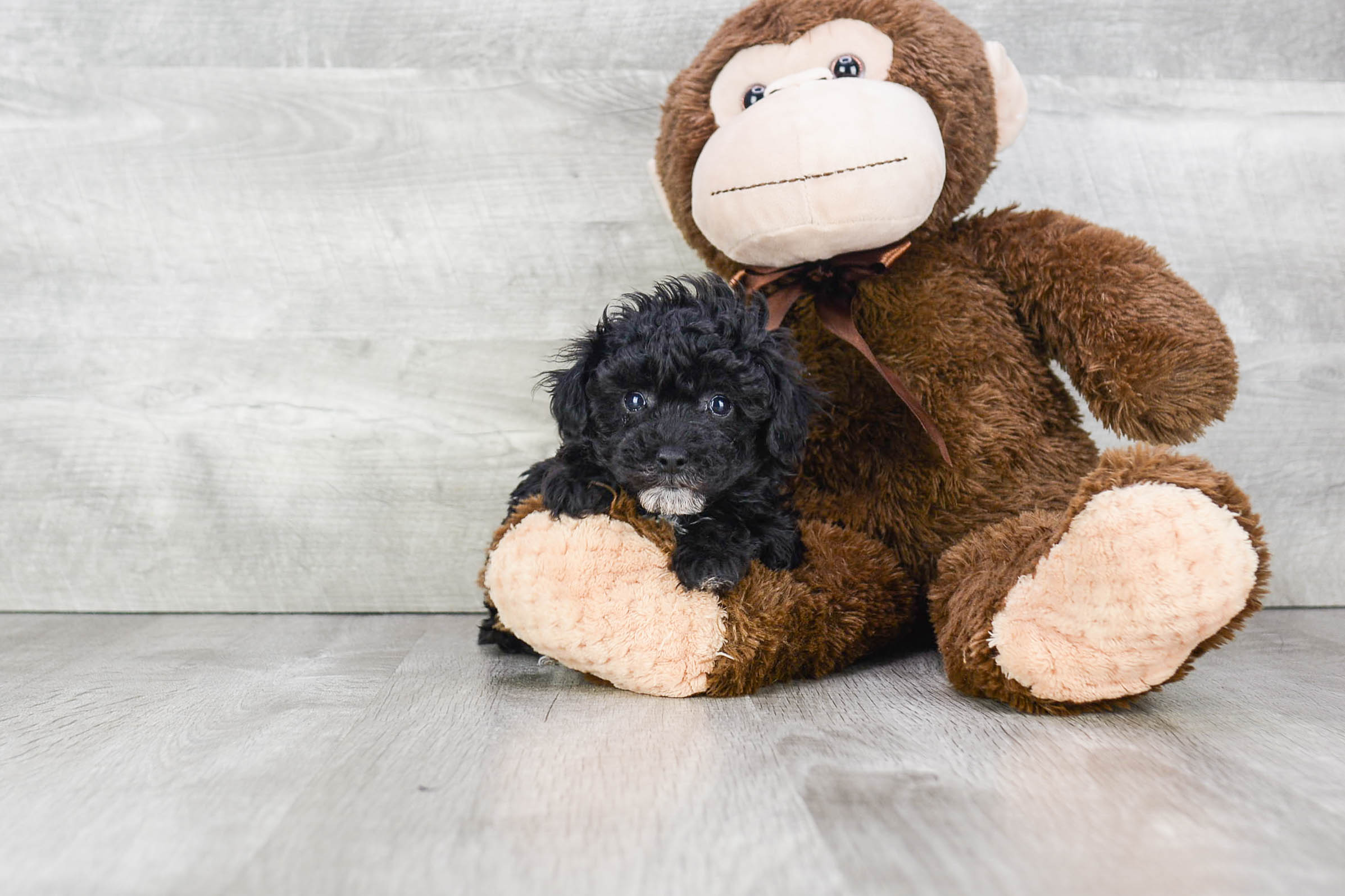 Friendly Poodle Purebred Pup