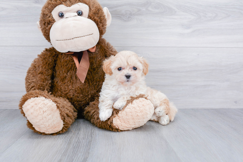 Sweet Maltipoo Baby