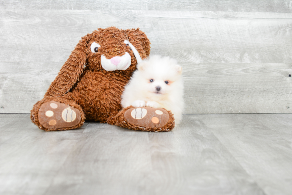 Small Pomeranian Baby