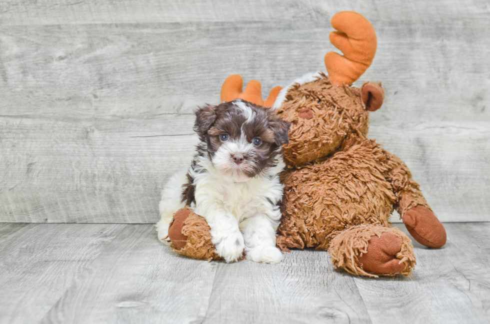 Happy Havanese Purebred Puppy