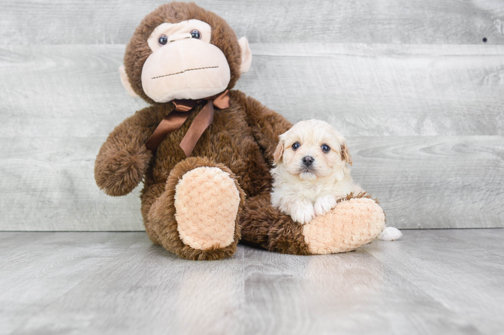 Cavachon Puppy for Adoption