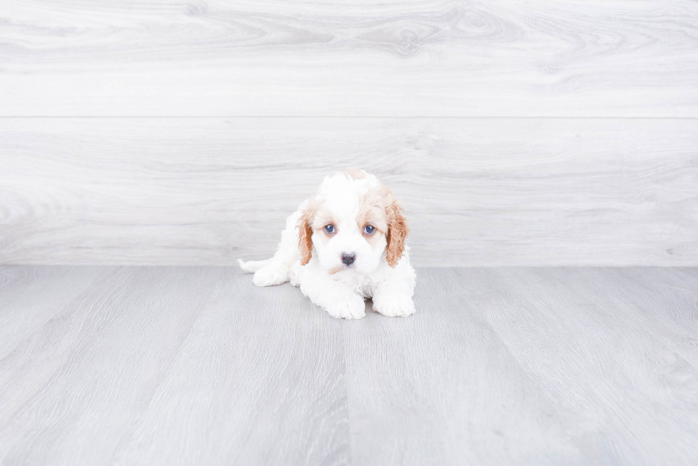 Friendly Cavapoo Baby