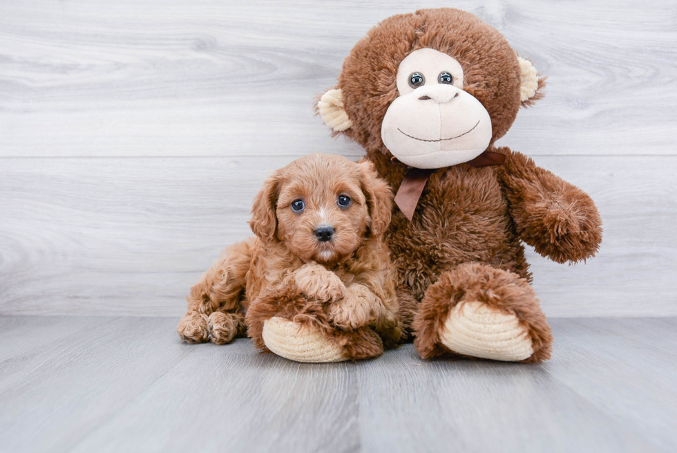 Funny Cavapoo Poodle Mix Pup