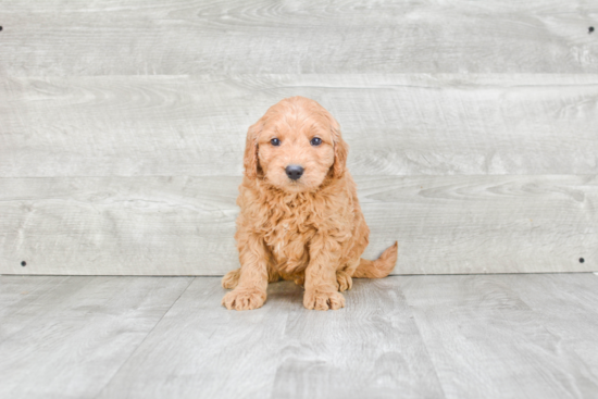 Mini Goldendoodle Puppy for Adoption