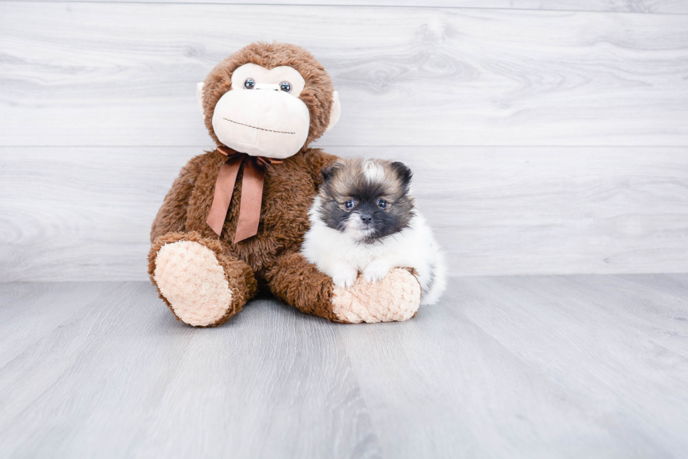 Cute Pomeranian Purebred Puppy