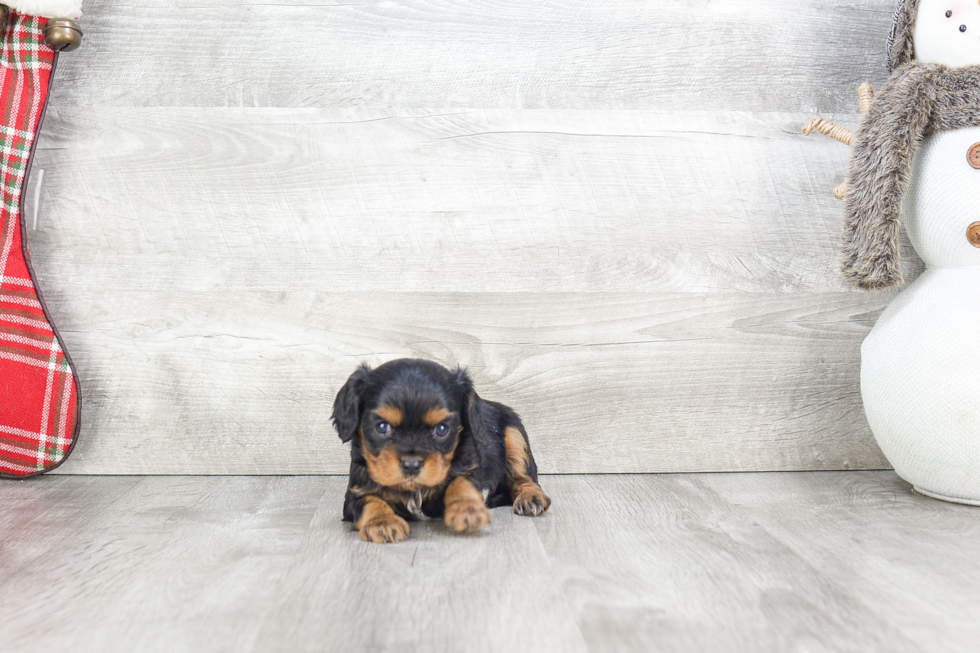 Happy Cavalier King Charles Spaniel Purebred Puppy