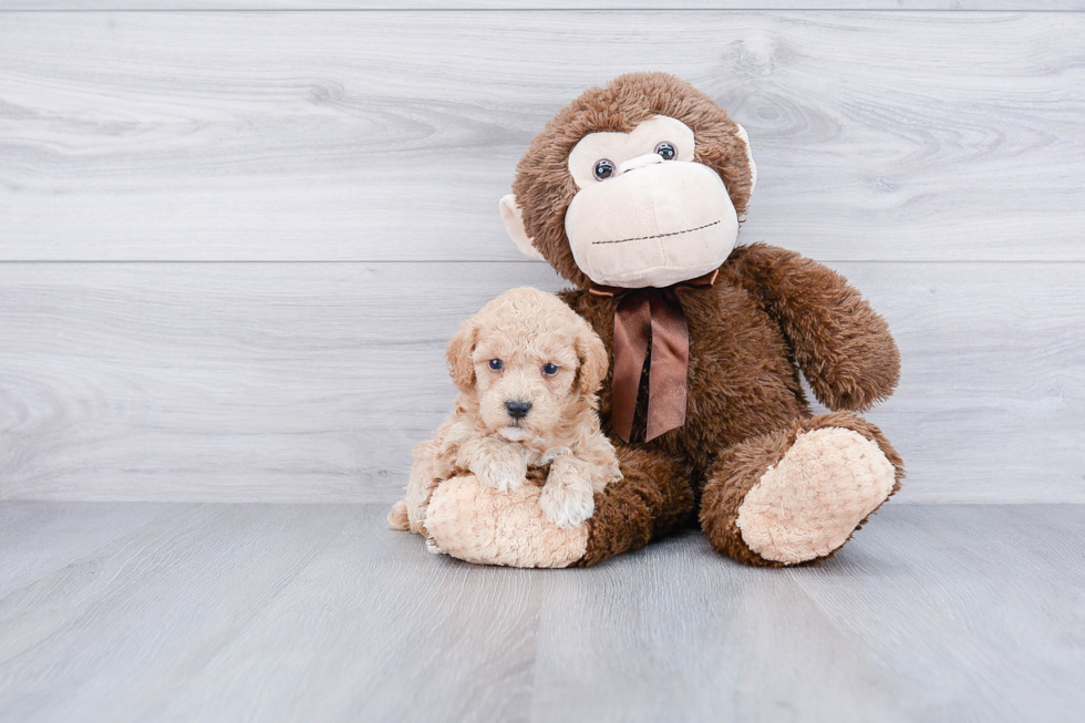 Maltipoo Puppy for Adoption