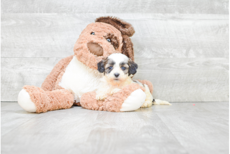 Friendly Teddy Bear Baby