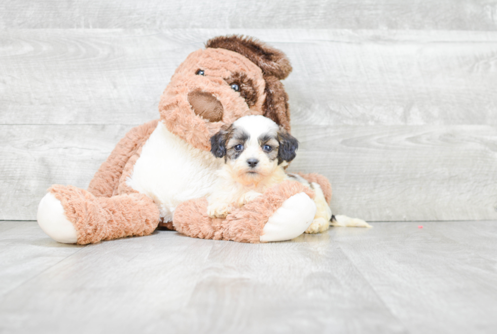 Friendly Teddy Bear Baby