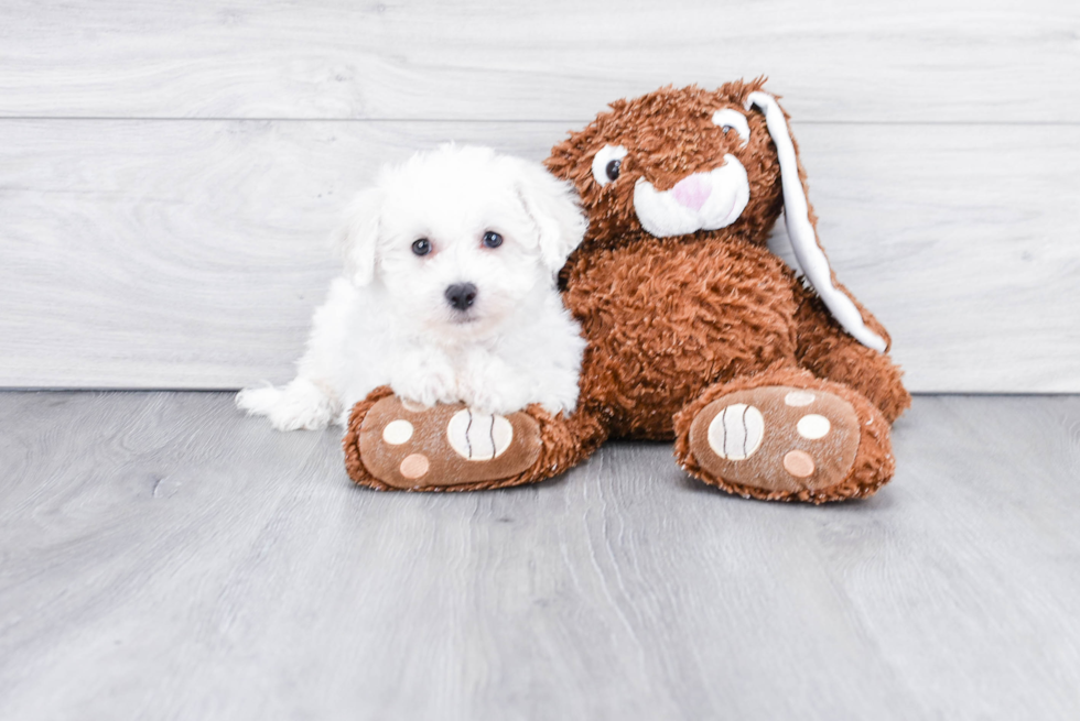 Happy Bichon Frise Purebred Puppy