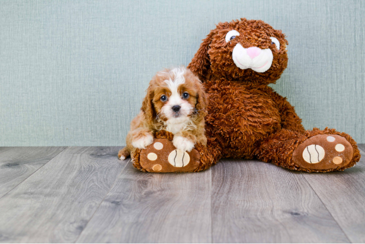 Hypoallergenic Cavoodle Poodle Mix Puppy