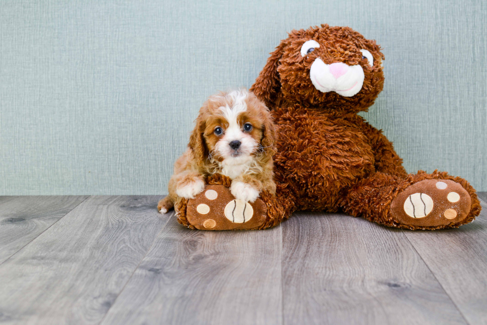 Hypoallergenic Cavoodle Poodle Mix Puppy