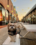 Playful Shih Tzu Pup