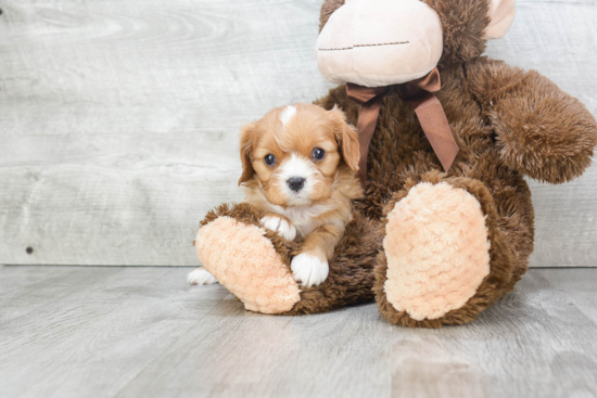 Cavalier King Charles Spaniel Pup Being Cute