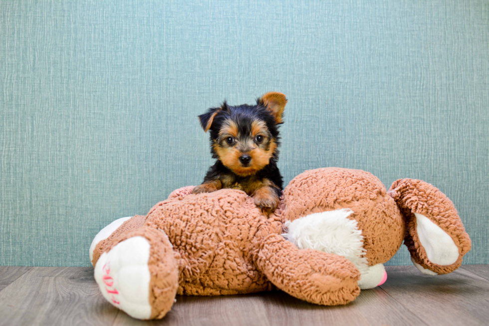 Meet Joey - our Yorkshire Terrier Puppy Photo 