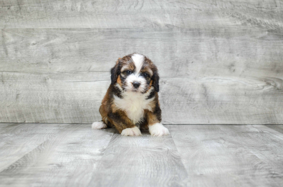 Funny Mini Bernedoodle Poodle Mix Pup