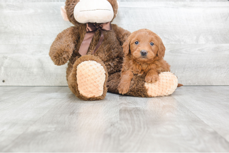 Happy Mini Goldendoodle Baby