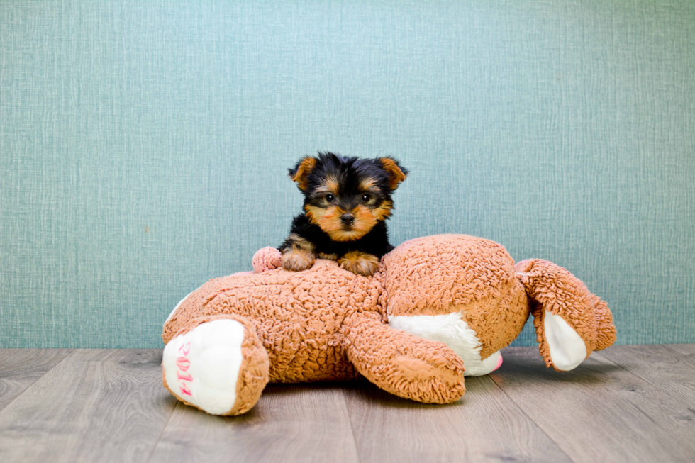 Meet Jeremy - our Yorkshire Terrier Puppy Photo 