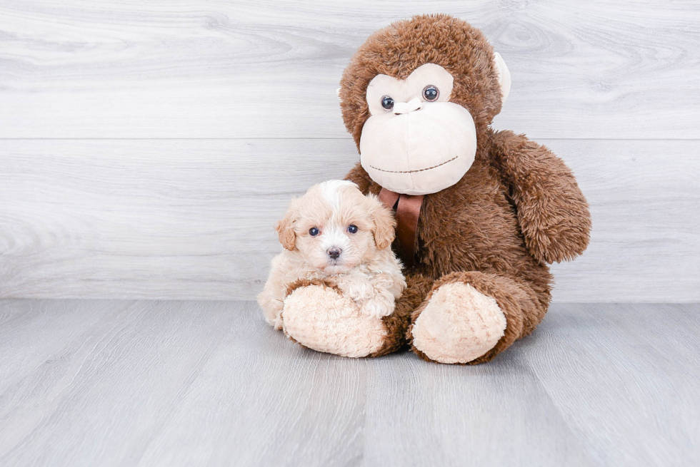 Best Maltipoo Baby