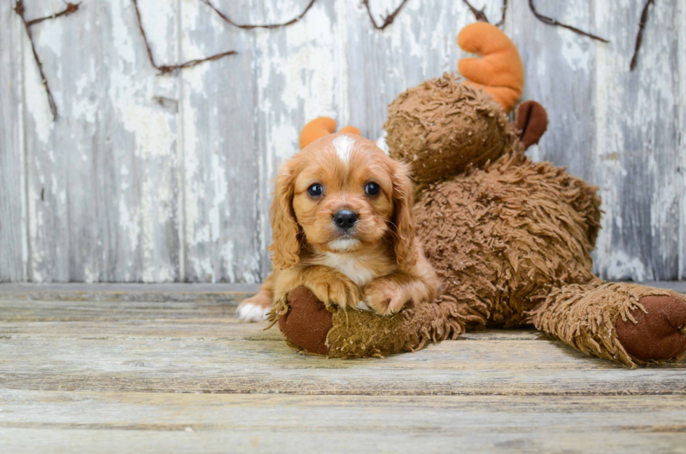 Popular Cavalier King Charles Spaniel Purebred Pup