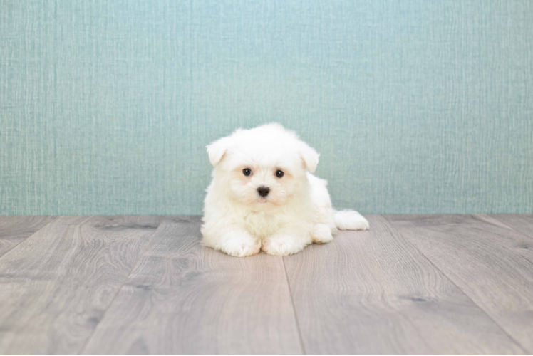 Maltese Pup Being Cute