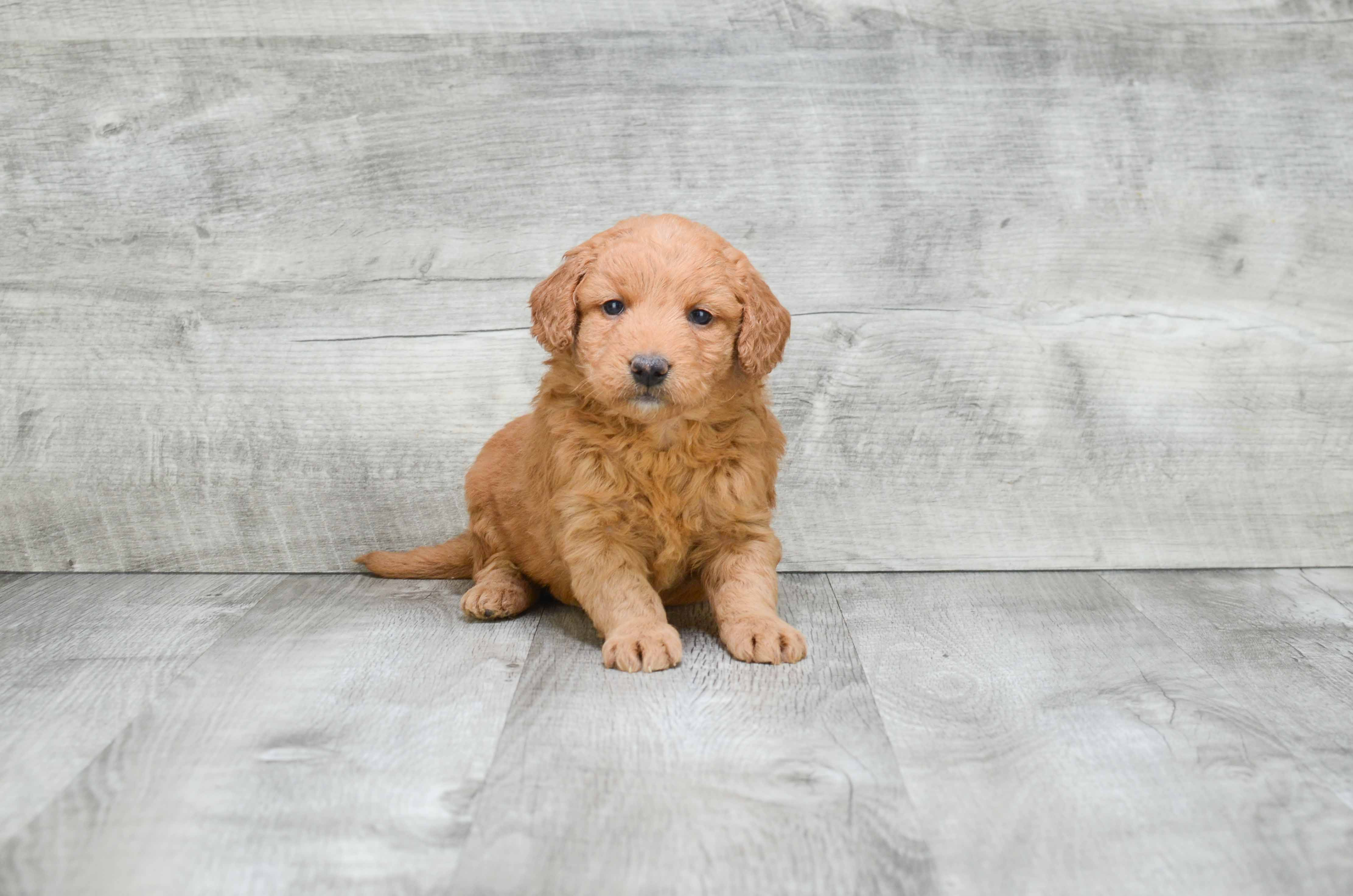 Mini Goldendoodle Puppy for Adoption