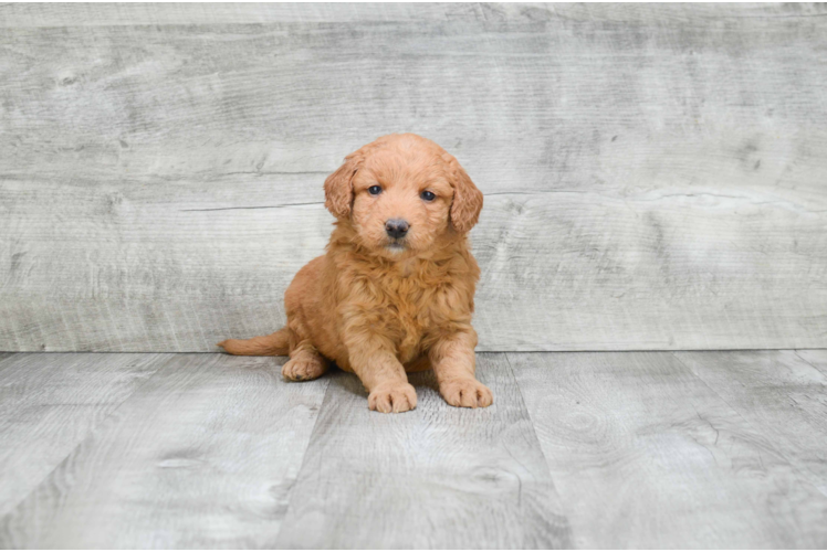 Mini Goldendoodle Puppy for Adoption