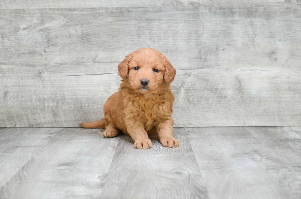 Mini Goldendoodle Puppy for Adoption