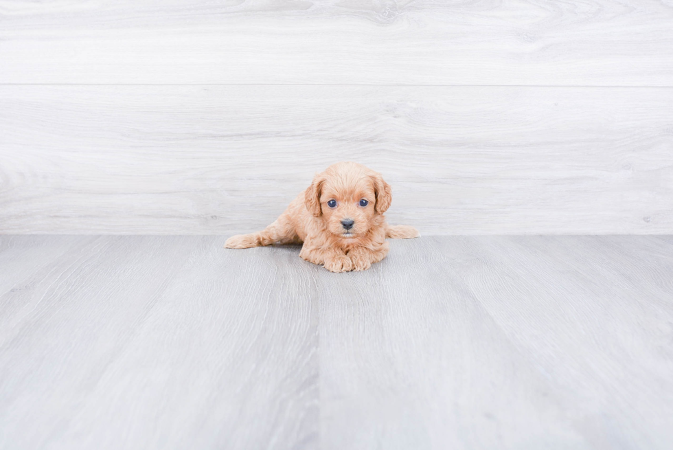 Petite Cavapoo Poodle Mix Pup