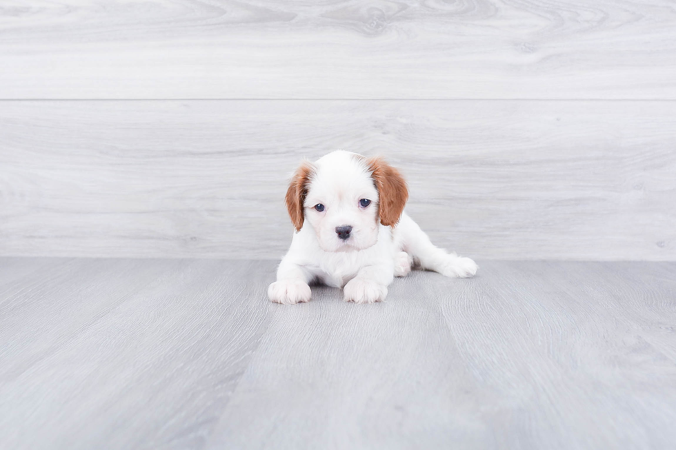 Cavalier King Charles Spaniel Pup Being Cute