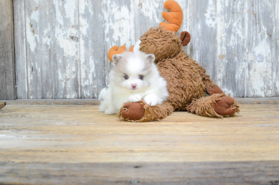 Pomeranian Puppy for Adoption