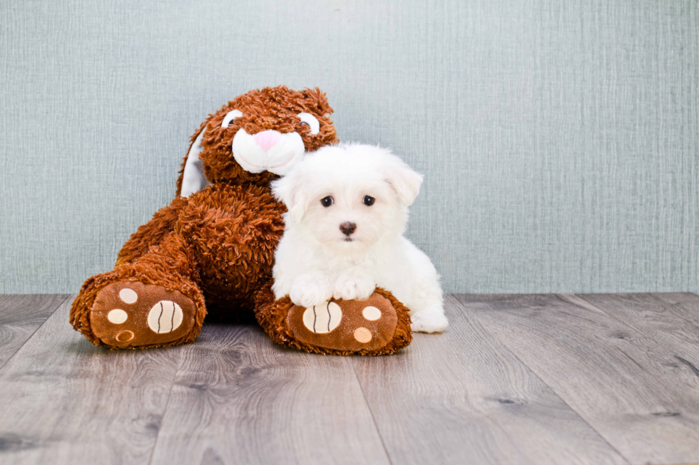 Maltese Pup Being Cute