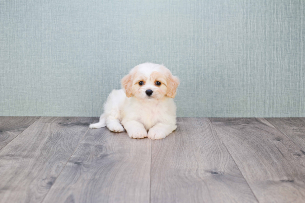 Cavachon Pup Being Cute