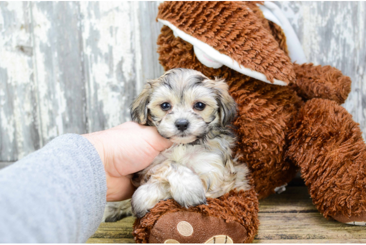 Adorable Yorkie Designer Puppy