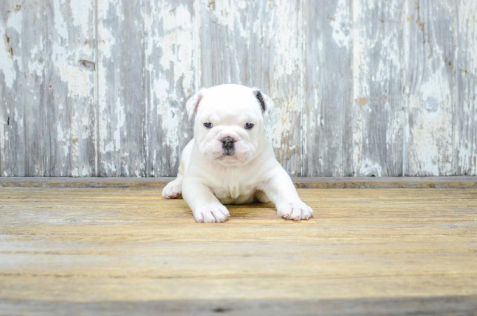 Cute English Bulldog Mix Puppy