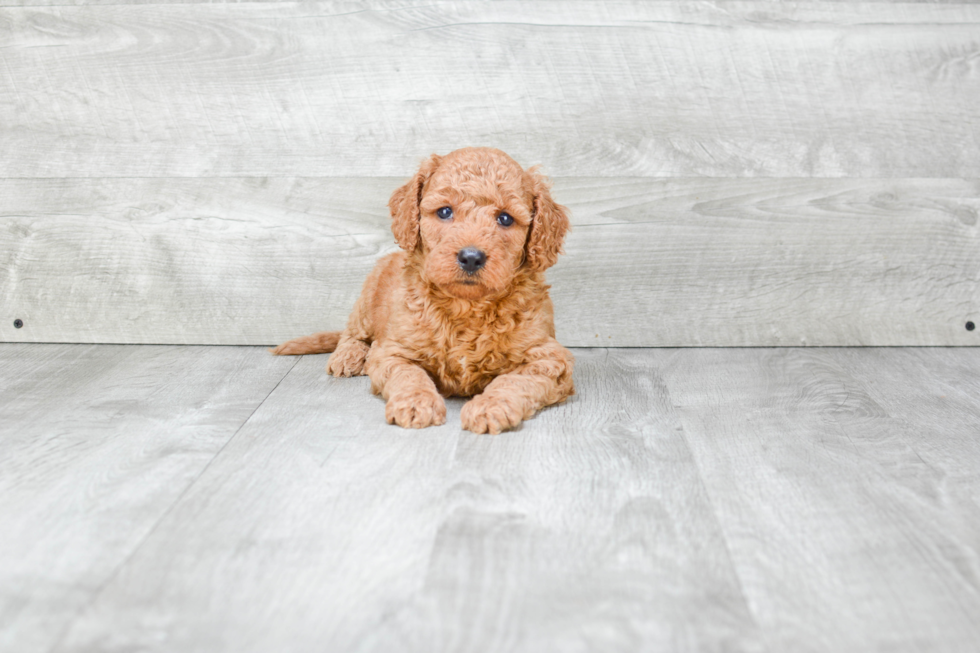 Hypoallergenic Golden Retriever Poodle Mix Puppy